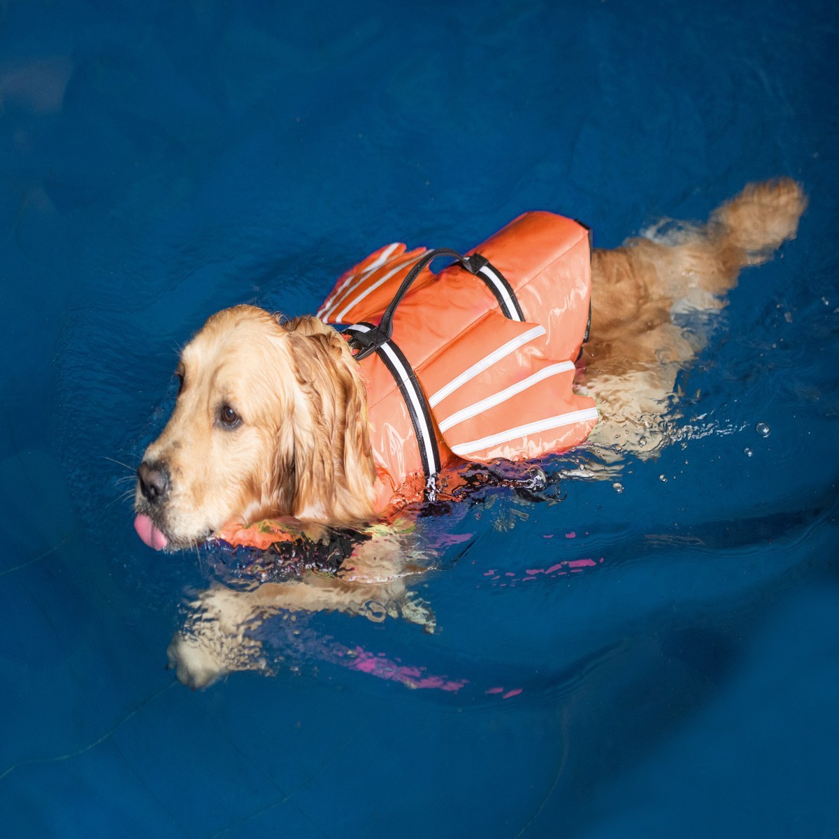 Köpekler için Çene Destekli Ox - Life Jacket incelemesi ve fiyatı